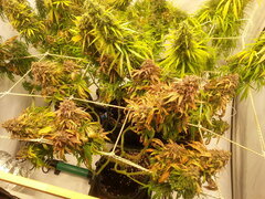 KOSHER KUSH 12/12 +80