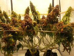KOSHER KUSH 12/12 +80