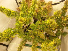 ZAMALDELICA 12/12 +80