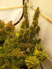 HAZE X KALI CHINA 12/12 +80