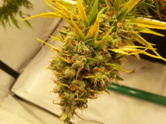 ZAMALDELICA 12/12 +80