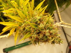 ZAMALDELICA 12/12 +80