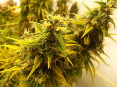 HAZE X KALI CHINA 12/12 +80