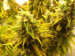 HAZE X KALI CHINA 12/12 +80