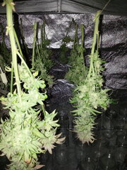 FROSTY'S LEMON PIE CUT +1