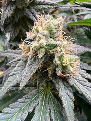 Nepcbd f #27 2.jpg