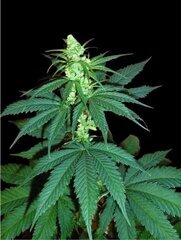 Nepal Indica m.JPG