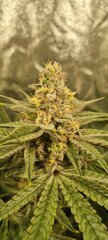 Blueberry muffin f+42.jpg