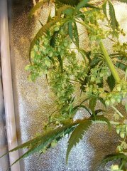 nepal indica male2 .jpg