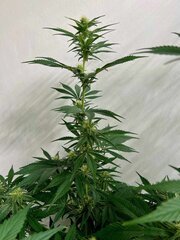 Nepcbd f #27.jpg