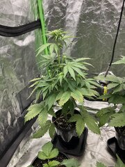 Supe skunk #5