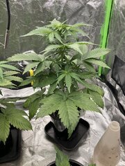 Super skunk #4