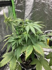 Super skunk #5