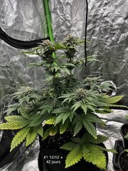 Super skunk