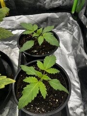 Super skunk #4&5