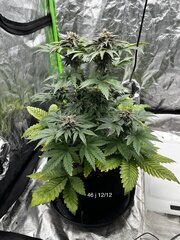 Super skunk