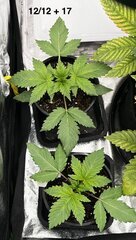 Super skunk