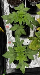 Super skunk