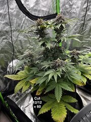 Super skunk #1