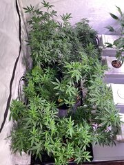 IMG_6741.jpeg