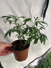 IMG_7261.jpeg