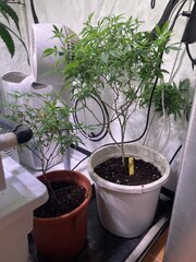 IMG_7275.jpeg