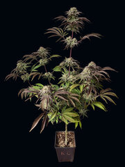 k6 Runthz breed by L.S.D.R