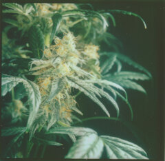 weed29