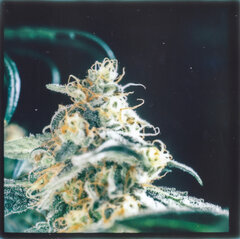 weed30