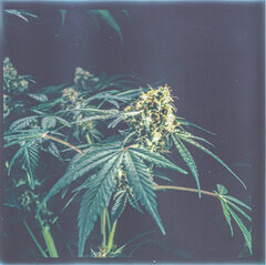 weed32