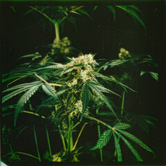 weed34.jpeg