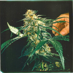 weed35.jpeg