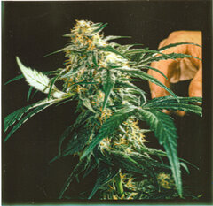 weed36.jpeg