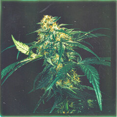 weed37.jpeg