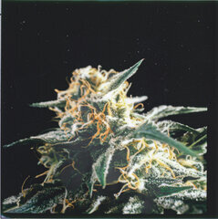 weed39