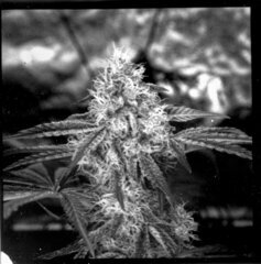 weed7