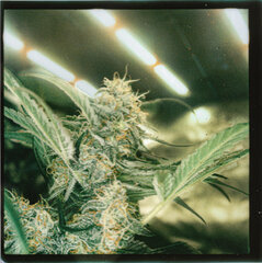 weed8