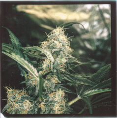 weed9