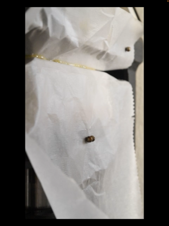IMG_1719.thumb.png.15028f44ba8da9ab0020e35efbe517c8.png