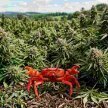 Crabe