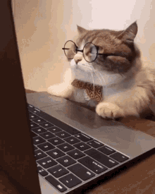 cat-funny-cat.gif.f9434982d353ba5af65d59f98192b296.gif