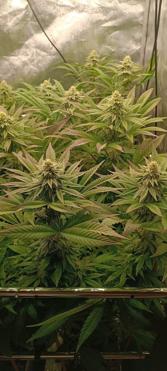 Ocb44
