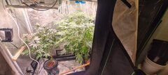 Dwc eyeballz et Polar gelato .jpg