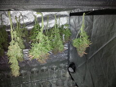 FLO +83 KOSHER KUSH