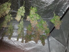 FLO +83 KOSHER KUSH