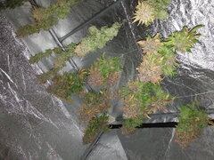 FLO +83 KOSHER KUSH