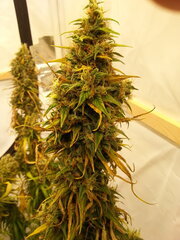 FLO +84 HAZE X KALI CHINA