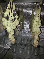 JACK EL FRUTERO, sechage jour 15