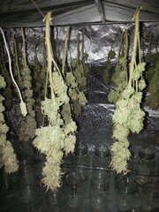 FROSRTY'S LEMON PIE, sechage jour 12