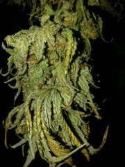 FROSRTY'S LEMON PIE, sechage jour 12
